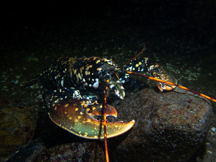 Calicohummer går i plattfisken 2 © Martin Stjernstedt Havets Hus.jpg