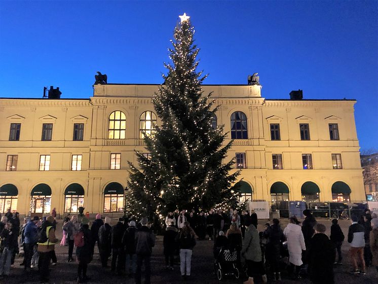 Julgranen 2022 bild
