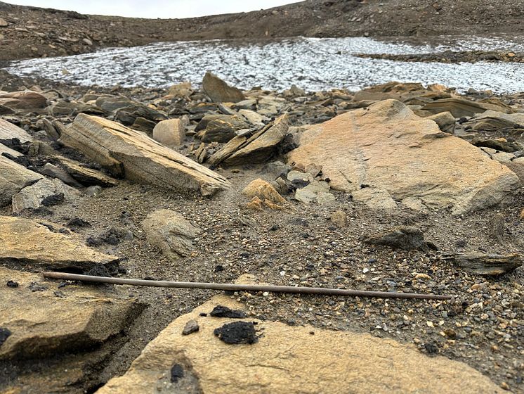 Pilskaft nära snöfläck 17 aug (foto Markus FJellström).JPG