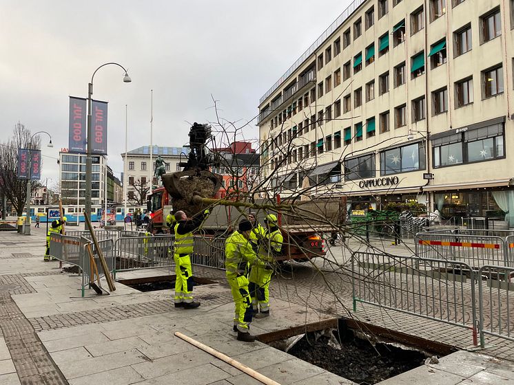 Trädplantering Östra Larmgatan.jpg