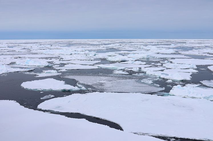 Thin ice, little overlying snow, and open spaces between floes permit ample sunlight to drive strong under-ice bloom FC foto.jpg