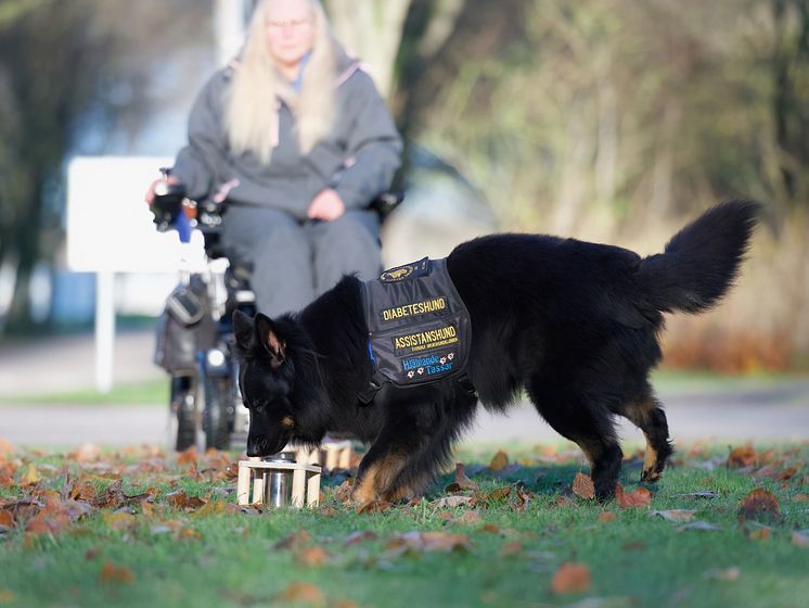 Årets Tjänstehund 2024 Gino under träning matte Annika Bengtsson i bakgrunden Foto Hanna Nilsson.jpg