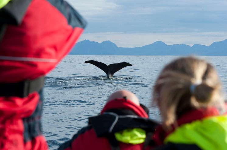 Hvalsafari i Vesterålen. 
