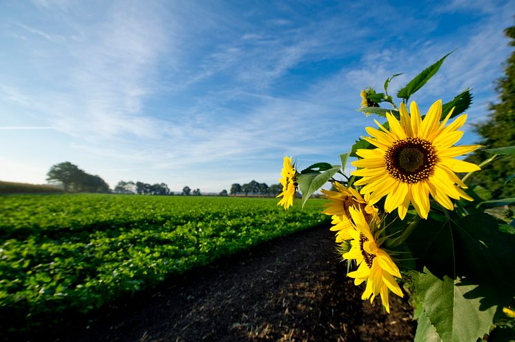 Sonnenblumen und Felder im Oldenburger Münsterland