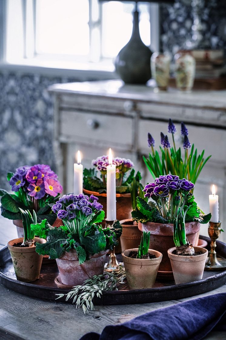 primula_Myrberg.jpg