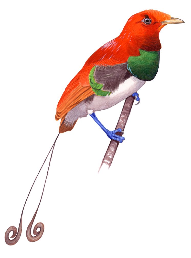 Cicinnurus regius x magnificus.tif