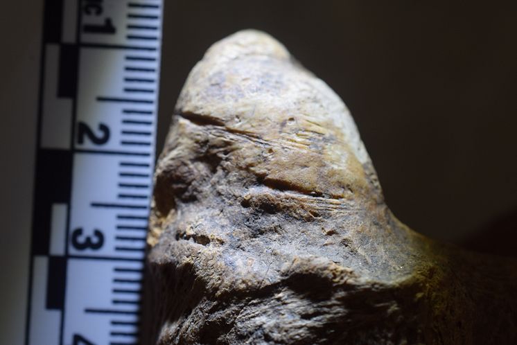Cut marks on a fossiled bone evidencing the presence of early human ancestors .JPG