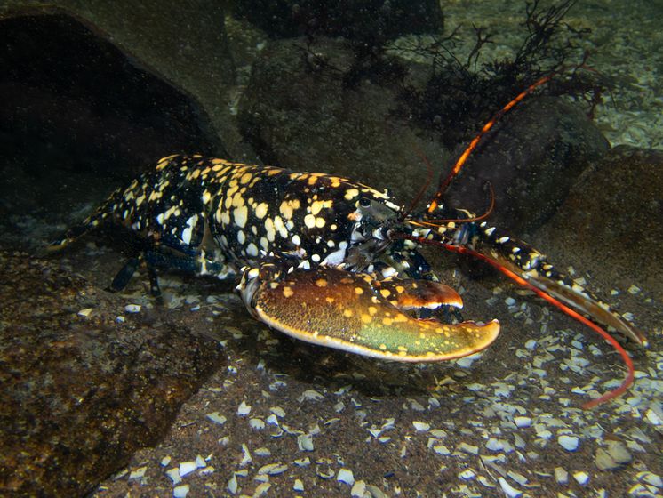 Calicohummer går i plattfisken 5 © Martin Stjernstedt Havets Hus.jpg