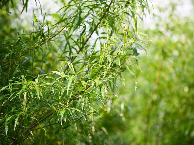 Med en bränslemarknad där priserna har stigit senaste åren vill Solör Bioenergi bidra till att väcka liv i salix-branschen oc