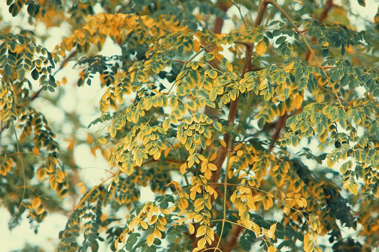 pexels-photo-1313432.jpeg