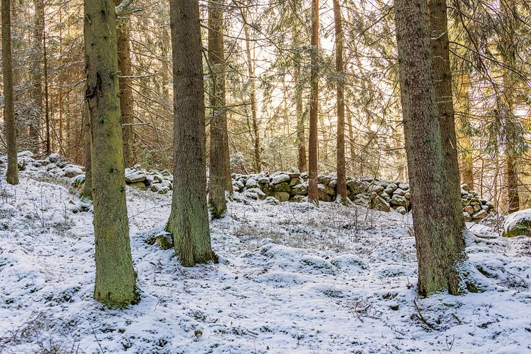 Vinterbild skog.jpg