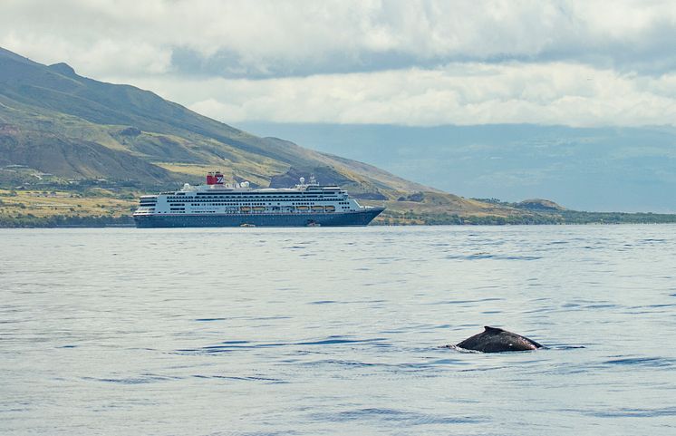 Borealis with a whale in Hawaii .jpg