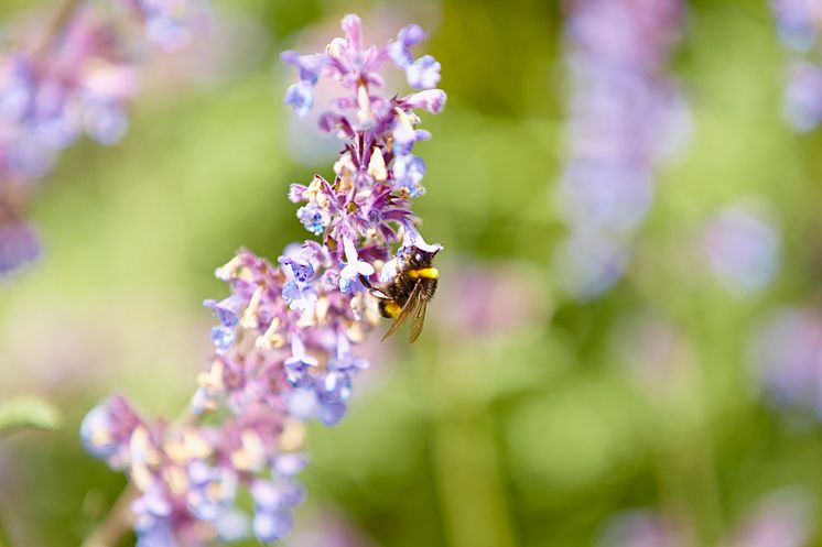 Floragard_288.jpg