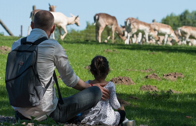 Hjortar i Skånes Djurpark