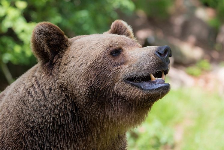 Bear1.jpg