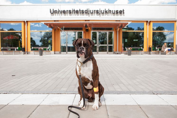 Blodgivarhund på UDS_jsg.jpg