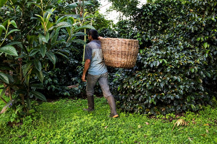 Man working on coffee plantation.jpg