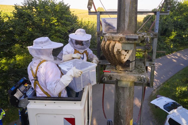 20241022_Umsiedlung Bienenstock_1