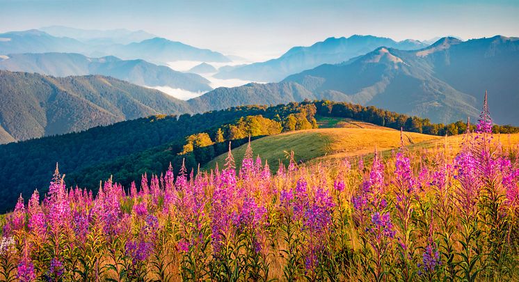 shutterstock_1802509906 SMALL.jpg