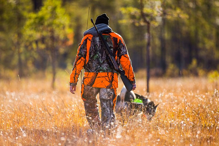 17446404-swedish-moosehound-hunting.jpg