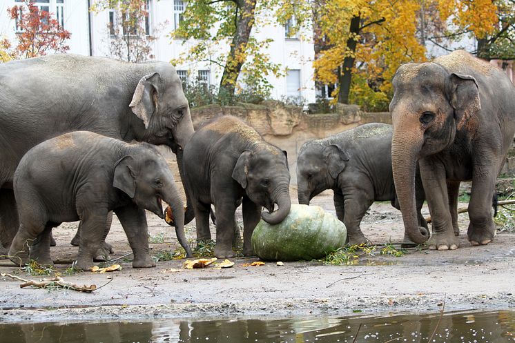 Halloween im Zoo Leipzig: Riesenkürbis bei den Elefanten