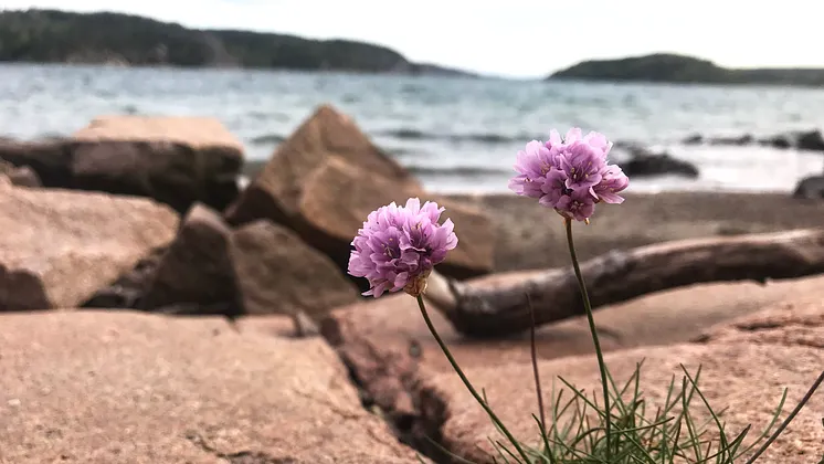 Blommande trift i en skreva mellan rosa klippor och havet som bakgrund. Foto.
