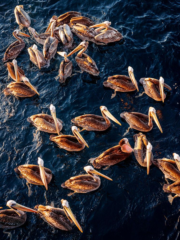 Southern Gulf of California Thread Herring - Brown pelicans in water. Credit_ Ernie Enkelaar_MSC.jpg