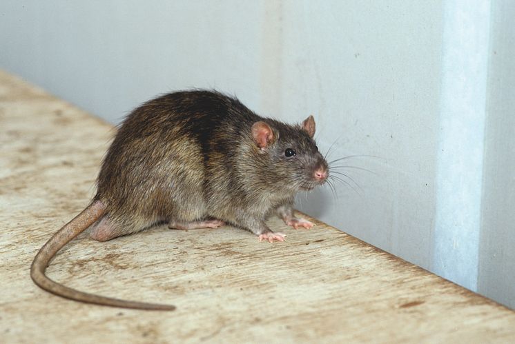Ratte (6)_300dpi.jpg