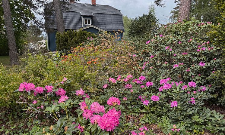 Rhodedendron KristiHim.jpg