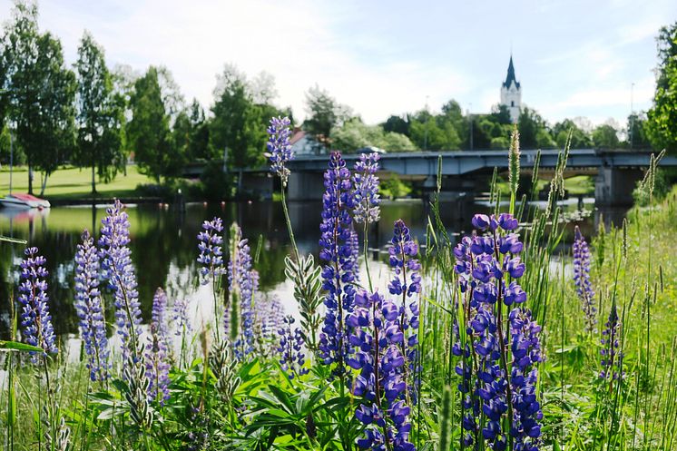 Lupiner i blom vid sundet_kyrkan i bakgrunden.jpg