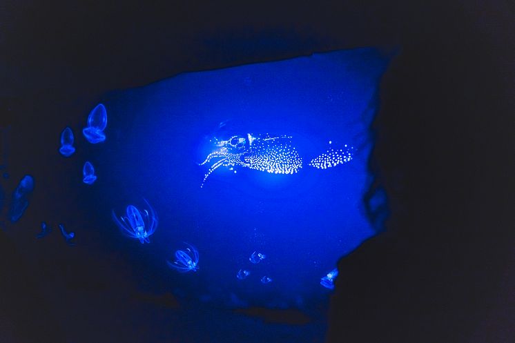 sealevel-eroeffnung-5.jpg