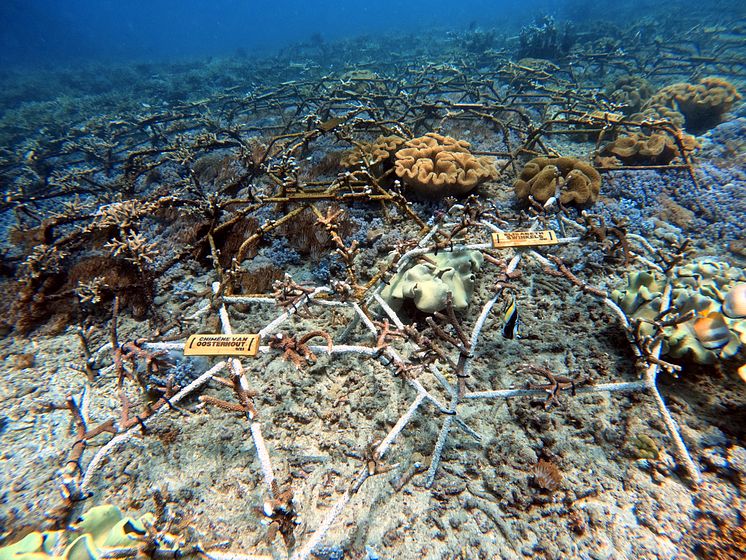 Vedenalainen näkymä riuttatähdistä, joihin on kiinnitetty koralleja ja kyltit "SUPPORTING REEF RESTORATION".