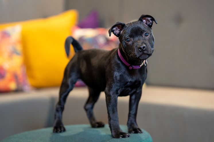 Staffordshire bullterriervalpen Alice fem månader Foto Måns Engelbrektsson.jpg