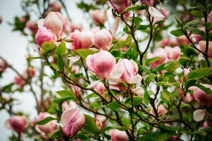 magnolia.jpg