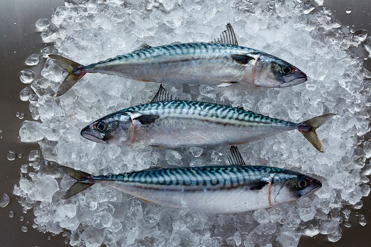 RS5170_Mackerel 35 D.jpg