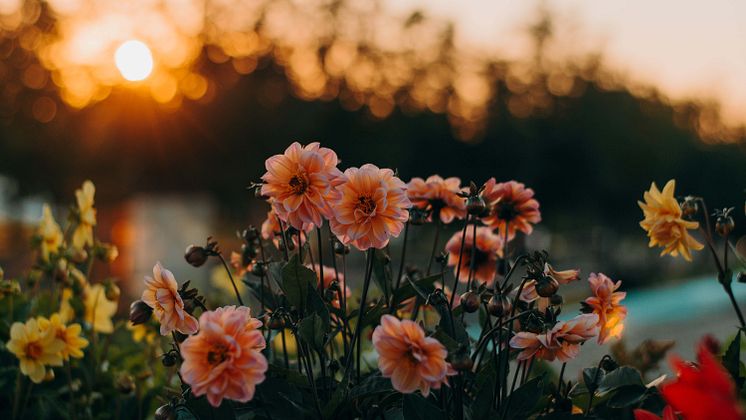 Blommor.jpeg