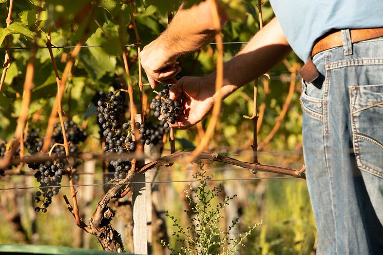 Weingut Heinrich_Weinlese 2018_120