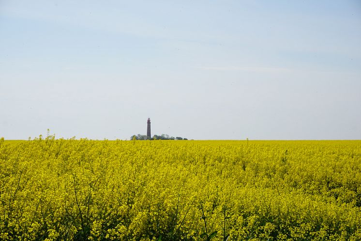Rapsfeld und Flügger Leuchtturm