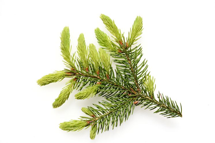 Grankvist shutterstock_2080740478.jpg
