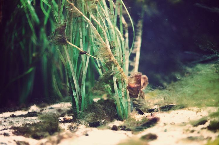 algras-i-akvarium--maja-kristin-nylander.jpg