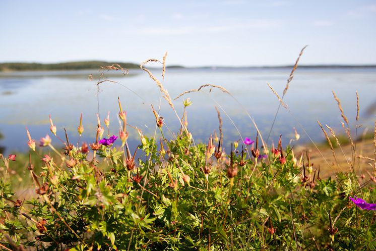 Ölmeviken Blomster - original (1382354).jpg