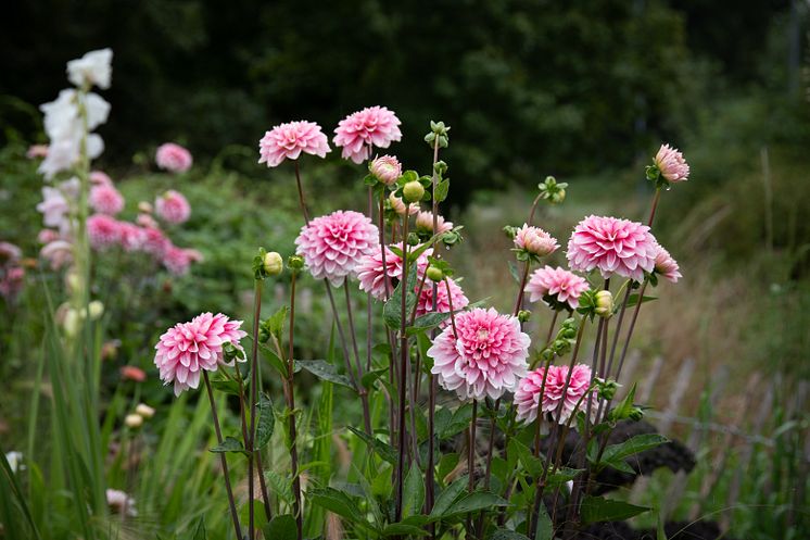 Dahlia - Foto: Annika Schaefer