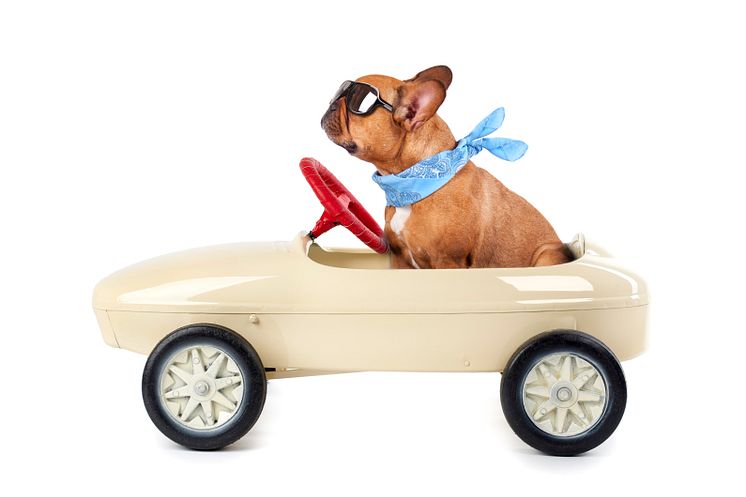 hund i lådbil shutterstock_661415980.jpg