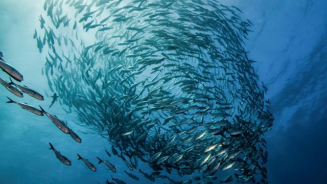 RS1849_10_reasons_or_What_is_sustainable_fishing_header_MOBILE.jpg
