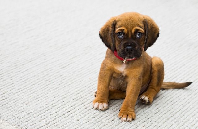 pet-1284307_640.jpg