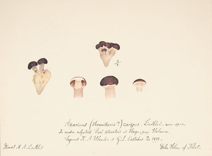 Hilma_af_Klint_1.jpg