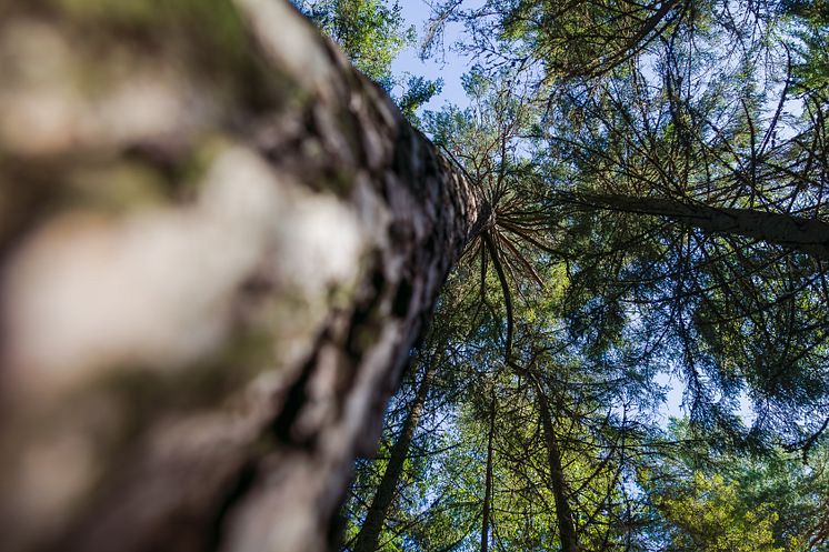2C1A7267_Tree_tops.JPG