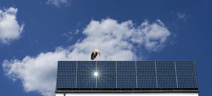 Storch auf Photovoltaik-Anlage mittel AdobeStock_840688507.jpeg
