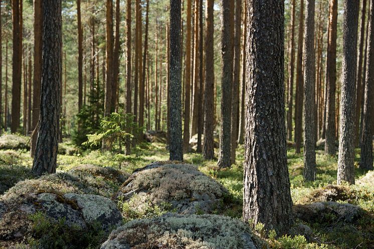 Tallskog