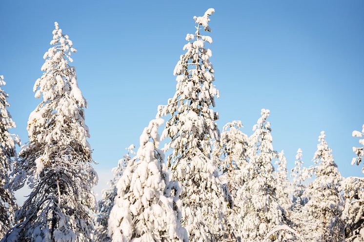 Vinterskog
